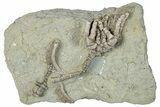 Fossil Crinoid (Aulocrinus) - Crawfordsville, Indiana #291808-1